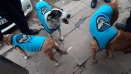 Policías abrigaron a perros de la calle con "uniformes" del Comando de Seguridad