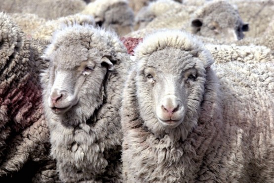 Chubut es beneficiada ante la baja de retenciones a la exportación de lana