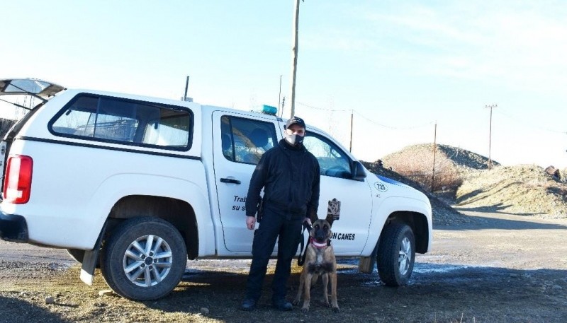  La can “Mora” trabajó en ambas chacras buscando a Marcela.