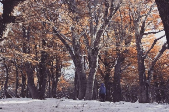 Talaron 1.200 ejemplares de árboles nativos en el Parque de Nieve Monte Bianco de la localidad de Esquel. 