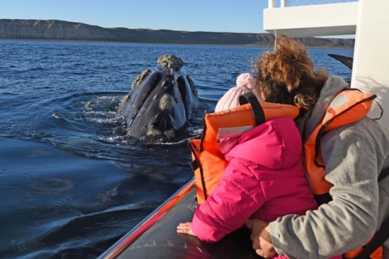 Se vieron las primeras ballenas de la temporada en Puerto Pirámides. (Foto: Diario Jornada)