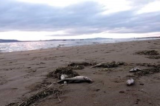 Cientos de peces muertos desperdigados por las costas del Lago Musters. (Foto: Diario Jornada)