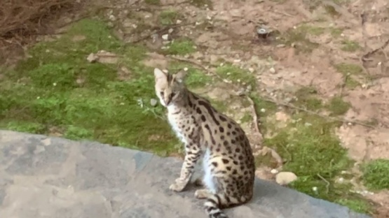 Una mujer se despertó y encontró un gato salvaje en su cama