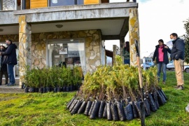 Comenzarán a reforestar las áreas afectadas por los incendios