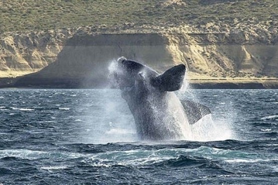 Los costos para poder avistar ballenas oscilarán entre los $2600 y los $5600 pesos. (Foto: Diario Jornada) 