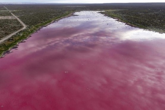 Los vecinos de Trelew notaron un atípico color rosado en las lagunas de la ciudad. (Foto: Diario Jornada)