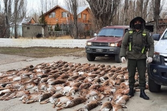 Gendarmería Nacional decomisó 120 pieles de liebre europea. (Foto: Diario Jornada)