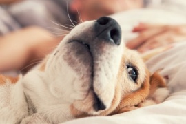 Por qué no es aconsejable compartir la cama con perros y qué riesgo puede tener para la salud
