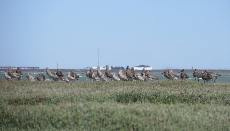 La Asociación Ambiente Sur desarrolla el Programa “Aves Playeras”, a través del cual realiza acciones de conservación en la Reserva Provincial de Aves Migratorias.