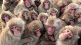 Virus del mono B: Qué se sabe hasta ahora de la enfermedad que preocupa a la ciencia