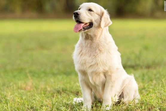 Día Mundial del perro