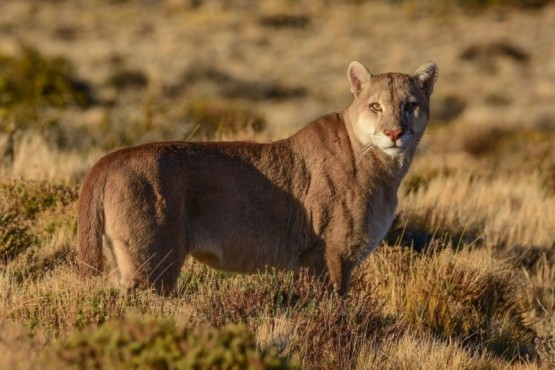 El majestuoso puma santacruceño. (Foto: Franco Bucci)