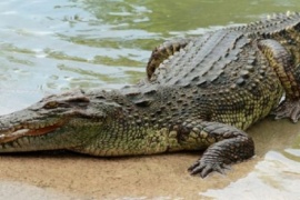 Una adolescente fue atacada violentamente por un cocodrilo de más de 3 metros