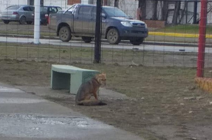El zorro apareció en medio de la plaza.