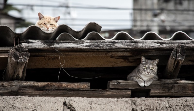 Castrar a los gatos es vital para frenar la sobrepoblación y el abandono.