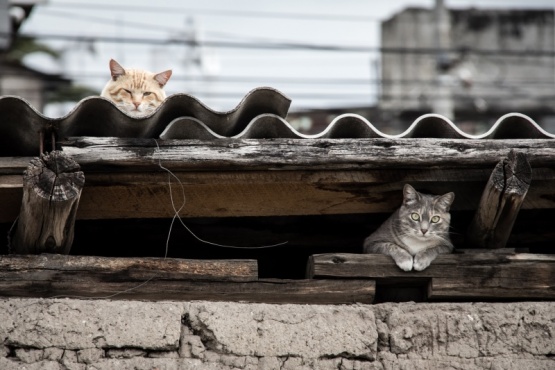 Castrar a los gatos es vital para frenar la sobrepoblación y el abandono.