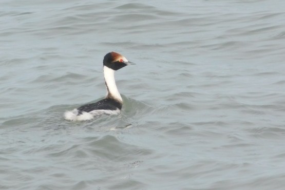 El trabajo del Proyecto Macá Tobiano, que implementan Ambiente Sur y Aves Argentinas, ha hecho posible estabilizar la población de esta especie en peligro crítico de extinción.