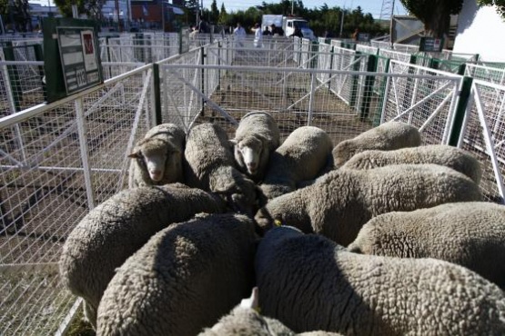 Miguel O´Byrne: “La lana y la carne bajaron entre un 15 a 20%”