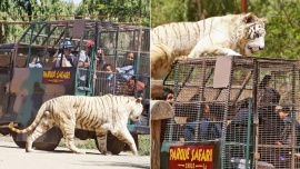Un tigre atacó y mató a una mujer en un zoo de Chile