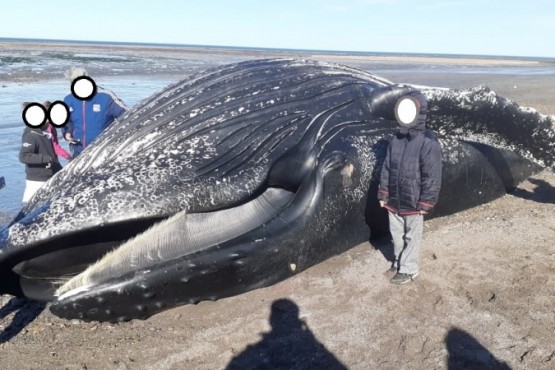 Fauna informa sobre varamiento de ejemplar de ballena jorobada en Comodoro Rivadavia