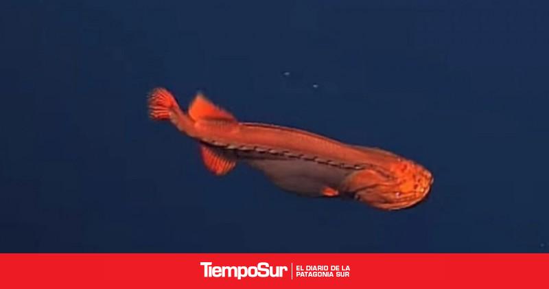 Encuentran "pez ballena" que cambia de forma en las profundidades del mar - Vimarsana News