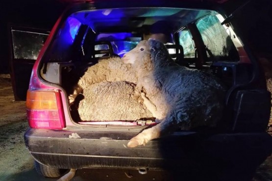 Sorprendidos cuando circulaban con cinco ovejas adentro de un FIAT Uno