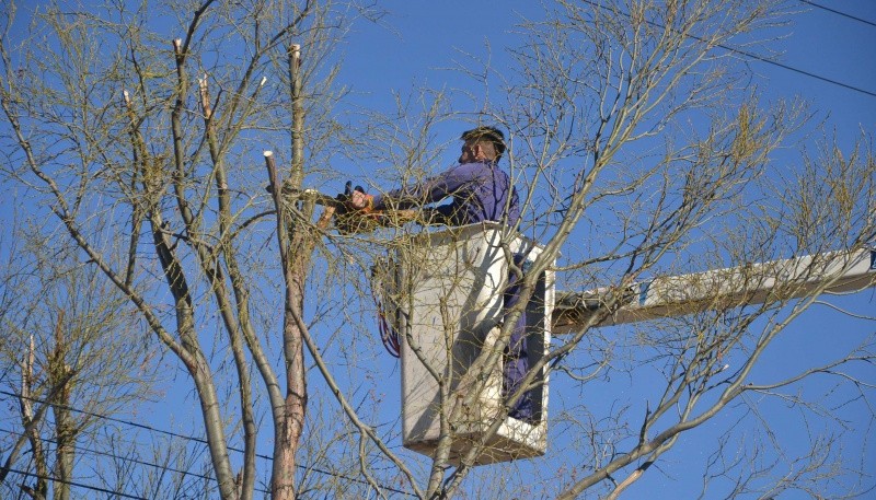 Trabajador realizando poda de árboles.