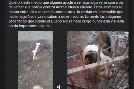 La denuncia fue realizada en el Facebook de Amigos de 4 Patas.