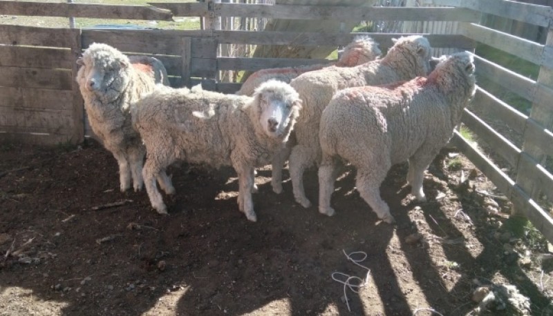 Los animales fueron trasladados en jaulas para ser entregados a sus dueños. 