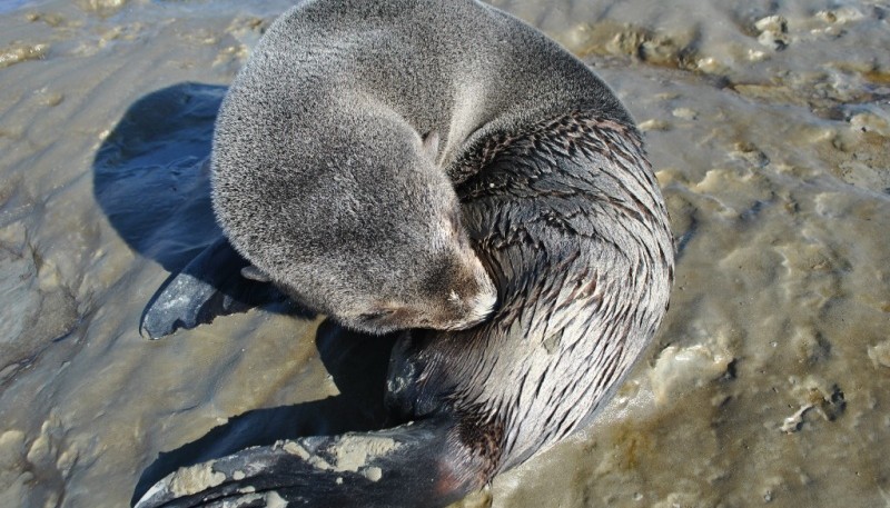 Lobo marino.