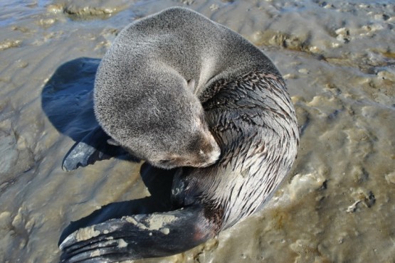 Lobo marino.