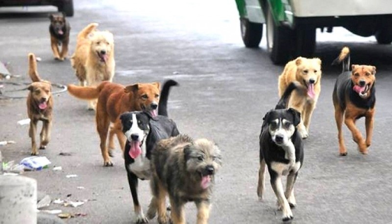 El tema de los perros en Río Gallegos. 