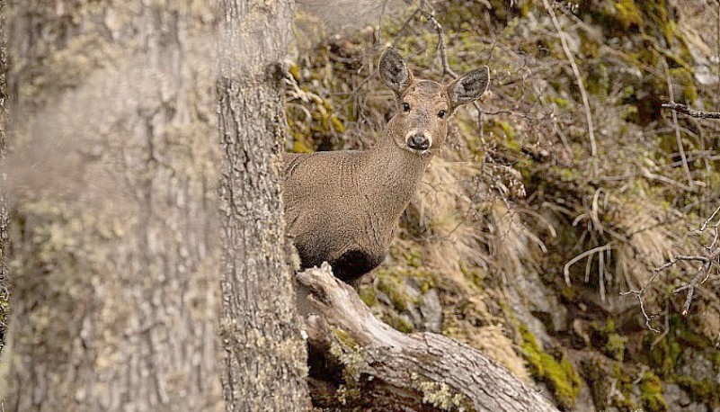 El huemul es un ciervo endémico de la Patagonia. 