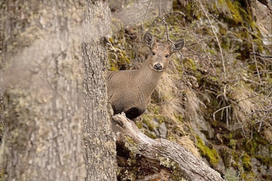 El huemul es un ciervo endémico de la Patagonia. 