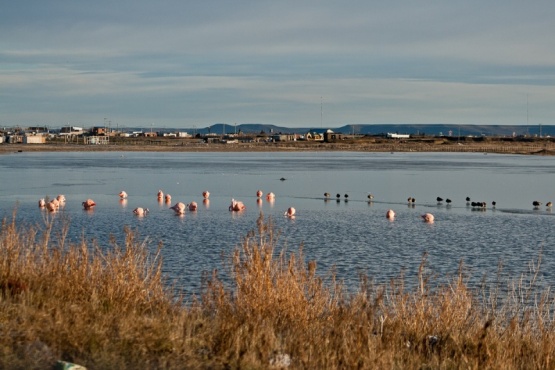  Humedales en Río Gallegos. (Crédito: Ambiente Sur)