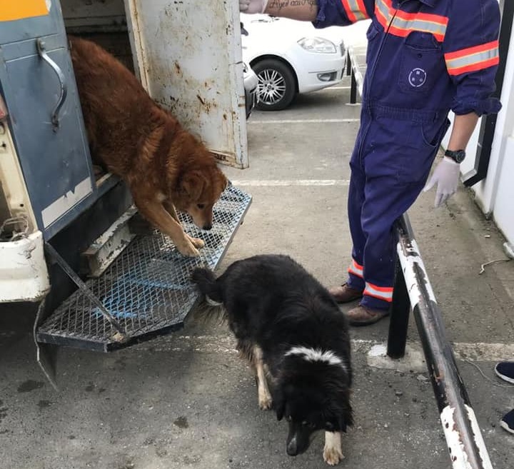 Los perros fueron devueltos al centro. (Foto: Facebook)