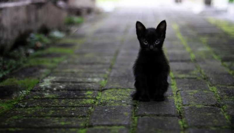 Halloween: Piden cuidar a los gatos para que no los sacrifiquen en rituales satánicos