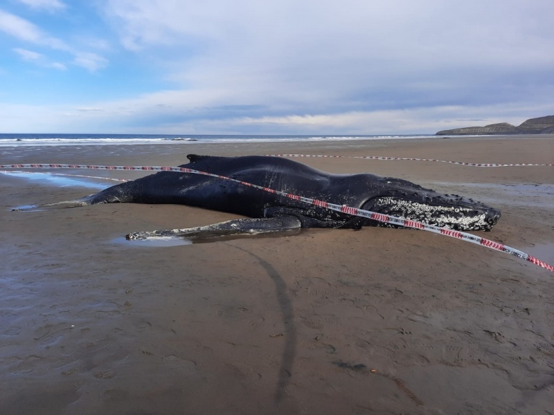 Informan sobre el varamiento de ballena yubarta en Comodoro Rivadavia