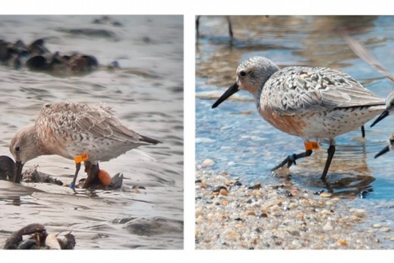 El Playero rojizo anillado como “AM”, fue avistado el 10 de marzo de 2020 en el Estuario del río Gallegos (izq.) y el 23 de mayo del mismo año en Raybins Beach, Nueva Jersey, Estados Unidos (der.), habiendo recorrido 11.500 km en 70 días.