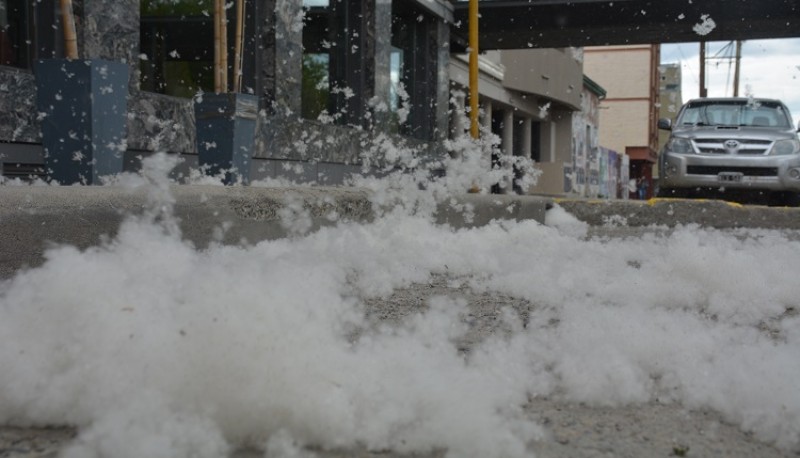 Que son las pelusas blancas que vemos por las calles de Río Gallegos (C.R)