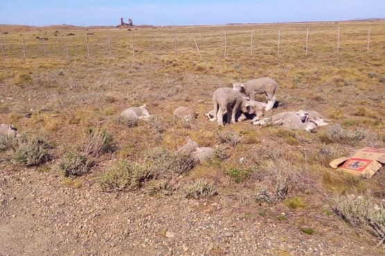 Los animales fueron puestos a resguardo.