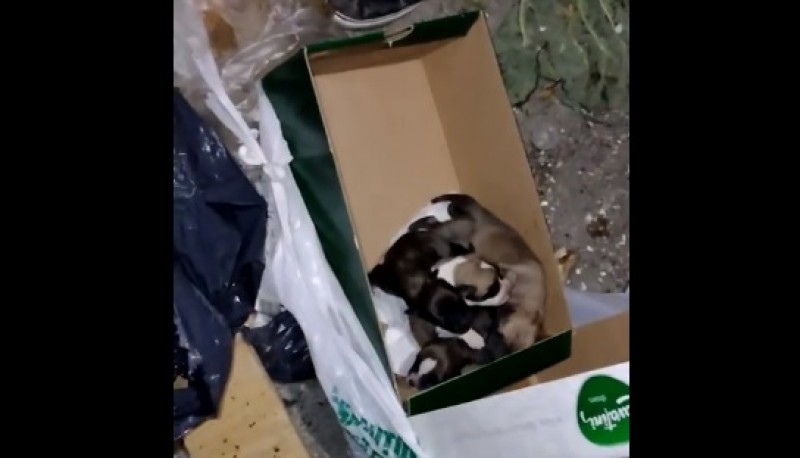Video: Abandonaron a cuatro cachorros en un conteiner de Río Gallegos. 