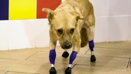 Rescataron a una perra agonizante, le pusieron cuatro prótesis en las patas y volvió a caminar