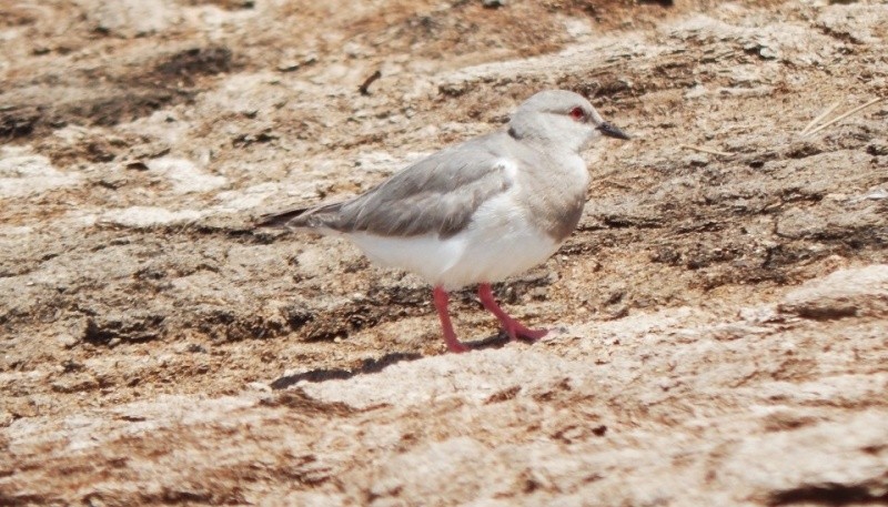 El Chorlito ceniciento es una especie endémica de la Patagonia Austral argentina y chilena, de muy bajo número poblacional, clasificada como “En Peligro”.