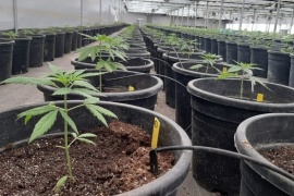 Firman convenio para investigar el cannabis medicinal en Santa Cruz