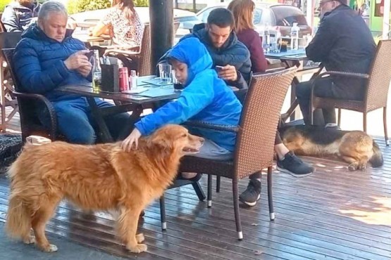 Los perros sueltos tampoco tienen solución en El Calafate.  