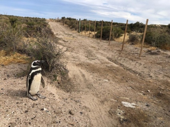 Investigan al dueño de un campo por la destrucción y electrificación de  nidos de pingüinos