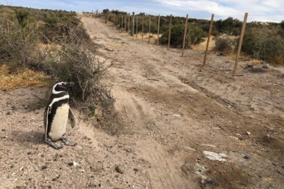 Matanza de pingüinos en Chubut