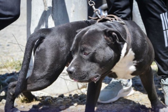 Gran cantidad de denuncias sobre perros mordedores en Río Gallegos