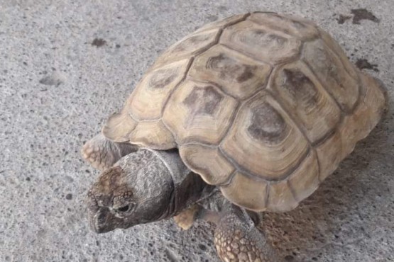 La tortuga encontrada en el barrio 213 viviendas. 